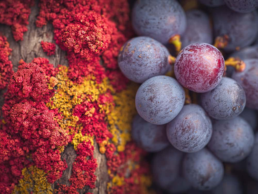 The Science Behind Synergistic Supplementation: Why Two Ingredients Beat Many